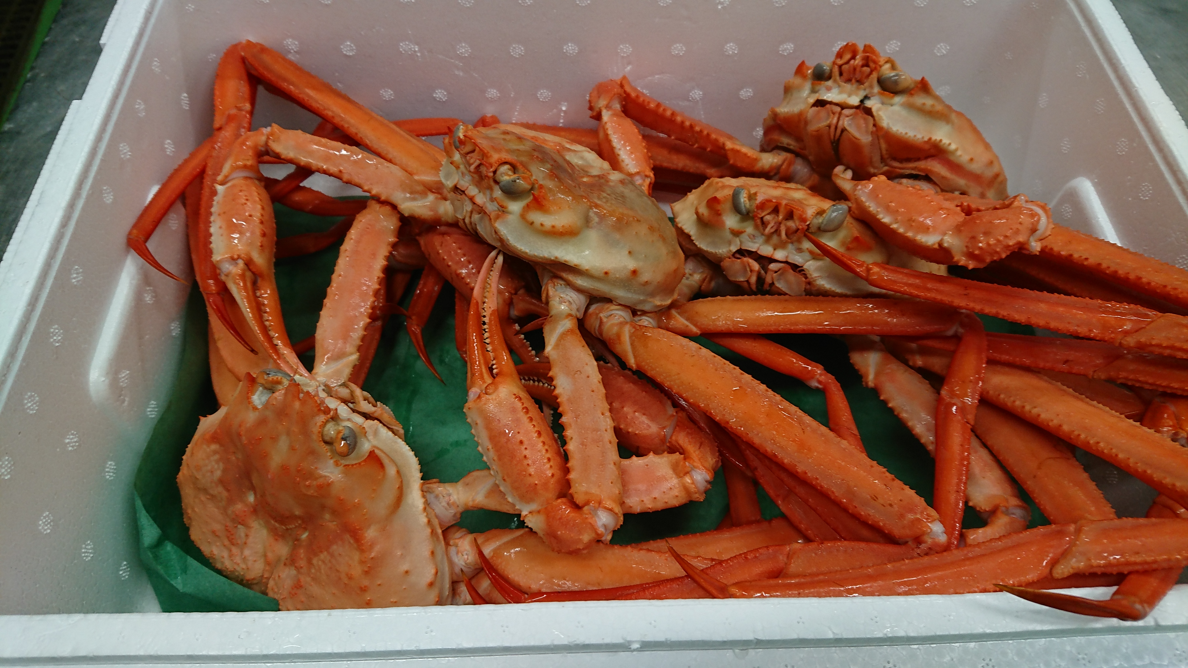 紅ズワイガニ解禁しました！ | 富山県の白えび|浜直送!棚辺水産-白 