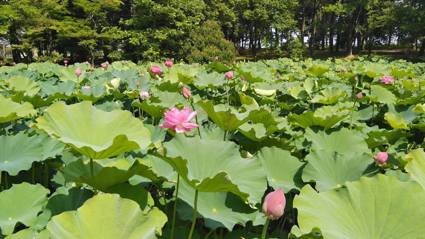 ハスの池3.JPG