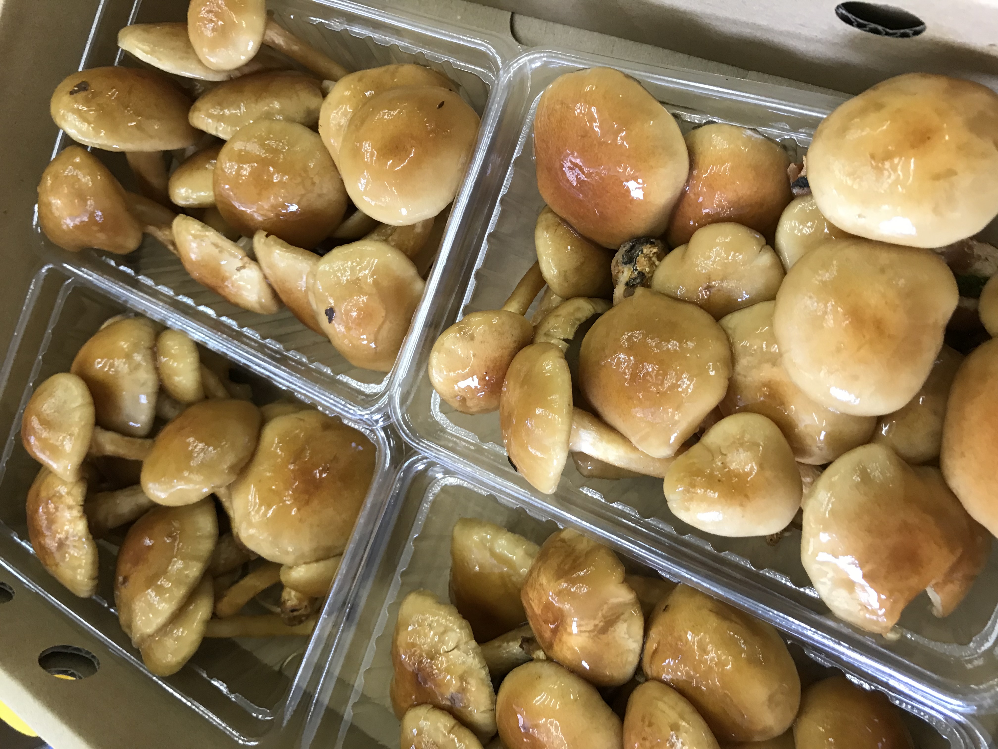 柿市商店を初めて ご利用されるお客様へ